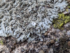 Phaeophyscia adiastola