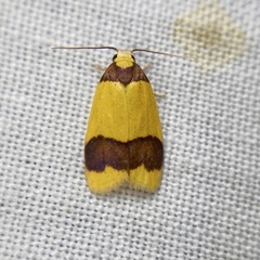 Heterallactis microchrysa