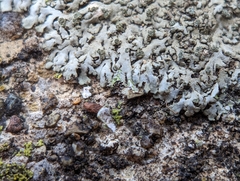 Phaeophyscia adiastola