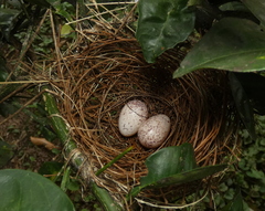 Thamnophilus palliatus