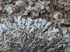 Phaeophyscia adiastola