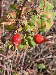 Rosa woodsii