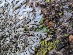 Phaeophyscia adiastola