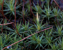 Polytrichastrum ohioense