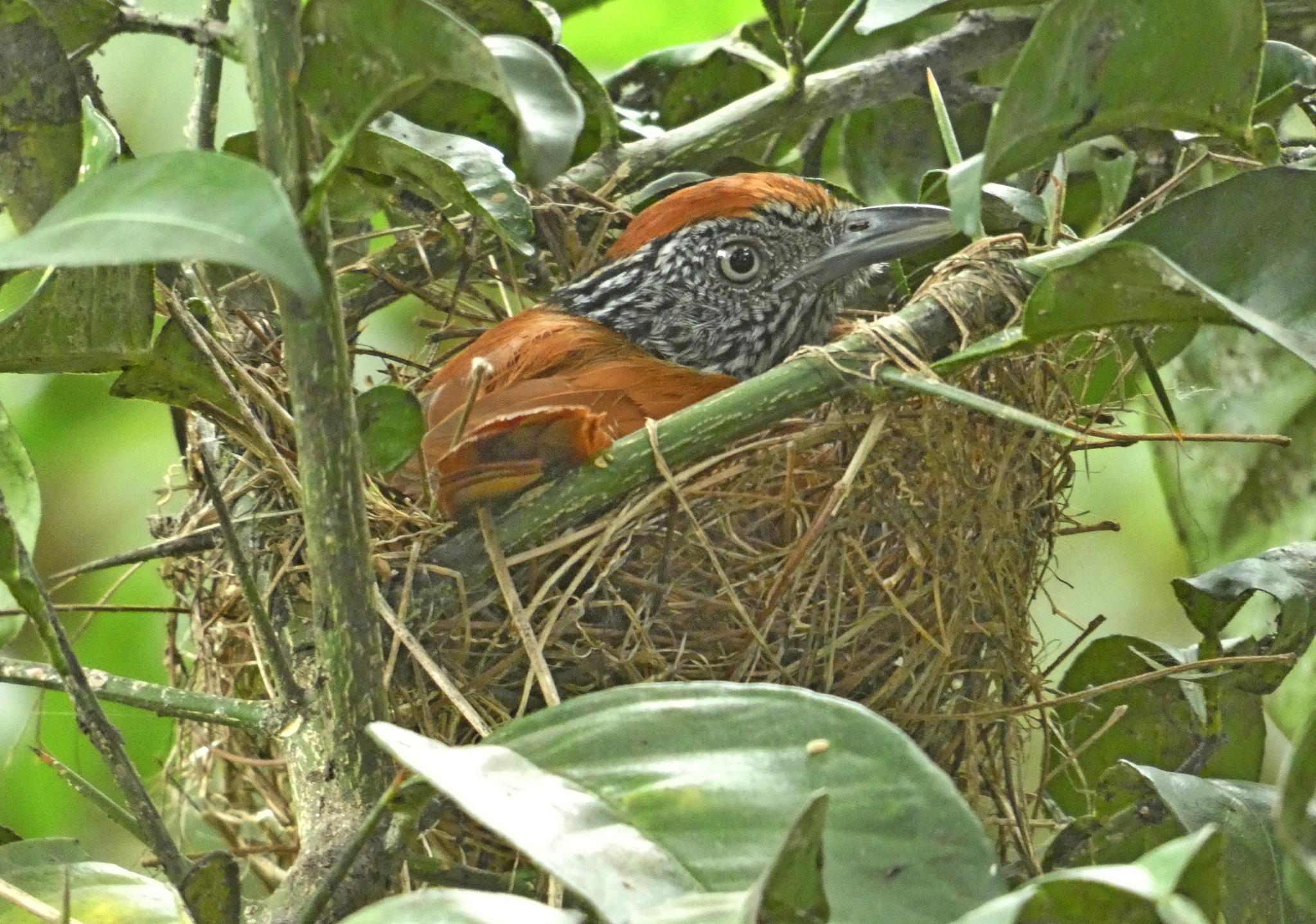 Chestnut-backed Antshrike illustration
