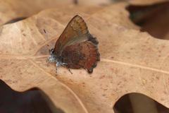 Callophrys augustinus