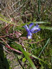 Iris douglasiana