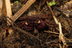 Geosesarma noduliferum