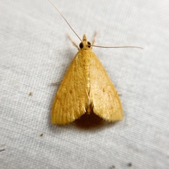 Hyalobathra brevialis