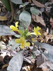 Barleria oenotheroides
