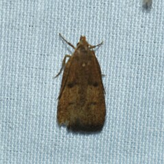 Glyphidocera democratica