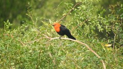 Amblyramphus holosericeus