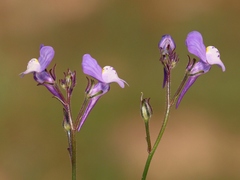 Linaria algarviana