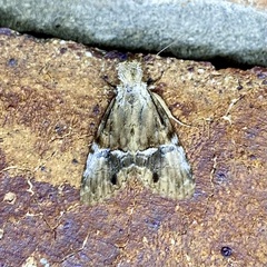 Alophosoma emmelopis
