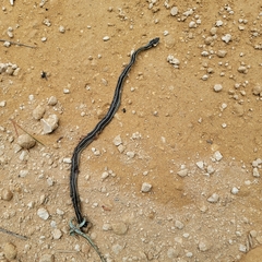 Thamnophis saurita saurita