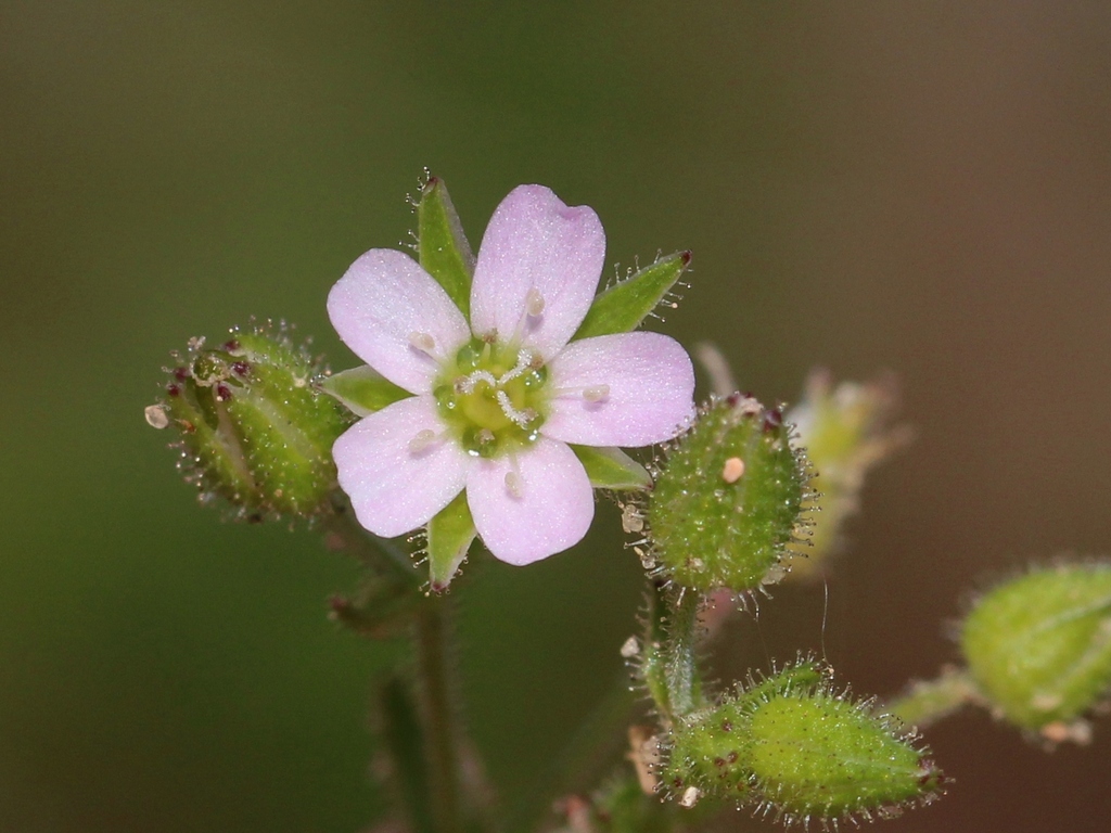 Arenaria emarginata