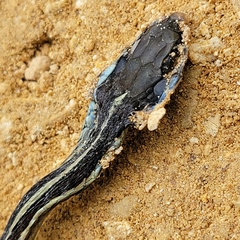 Thamnophis saurita saurita