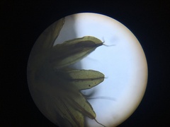 Pseudocrossidium crinitum