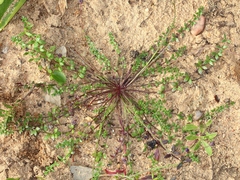 Linaria algarviana