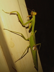 Stagmatoptera hyaloptera