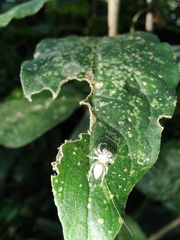 Chira