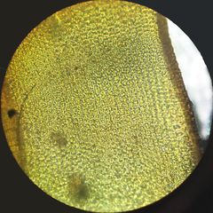 Pseudocrossidium crinitum