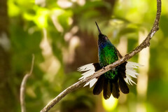 Campylopterus ensipennis