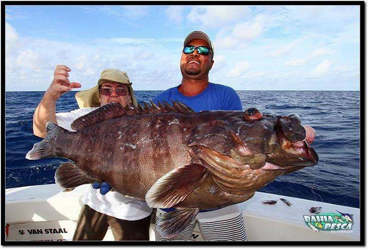Misty grouper (Hyporthodus mystacinus) — Serranidae