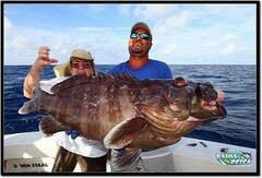 Misty Grouper photo 3