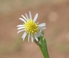 Calotis breviseta