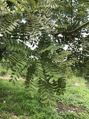 Spondias purpurea