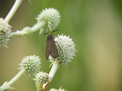 Ctenucha rubriceps