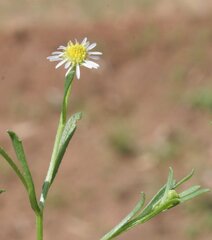 Calotis breviseta