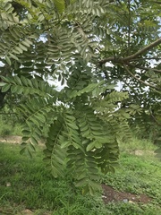 Spondias purpurea