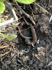 Batrachoseps nigriventris