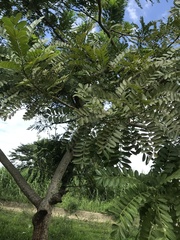 Spondias purpurea
