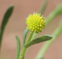 Calotis breviseta