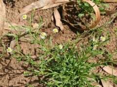 Calotis breviseta