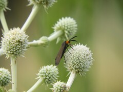 Ctenucha rubriceps