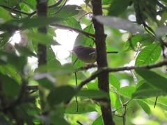 Basileuterus melanotis