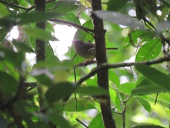 Basileuterus melanotis