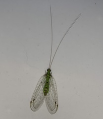Pterygota