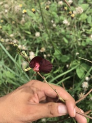 Macroptilium lathyroides