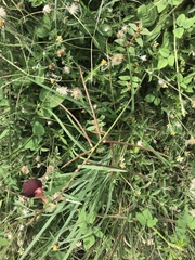 Macroptilium lathyroides