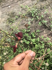 Macroptilium lathyroides