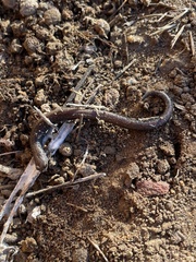 Batrachoseps nigriventris