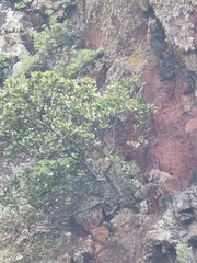 Sideroxylon mirmulans