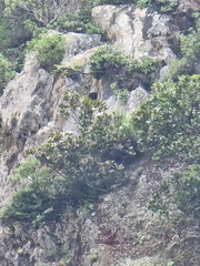 Sideroxylon mirmulans