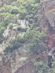 Sideroxylon mirmulans