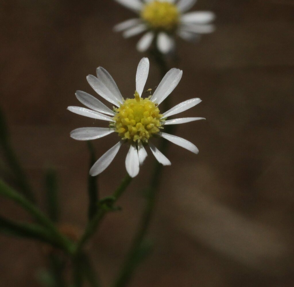 Calotis breviseta